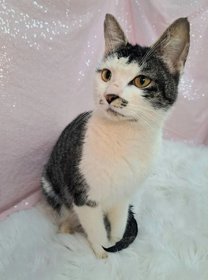 An adult medium-sized female Domestic Short Hair cat named Geri for adoption in Clarkesville, GA