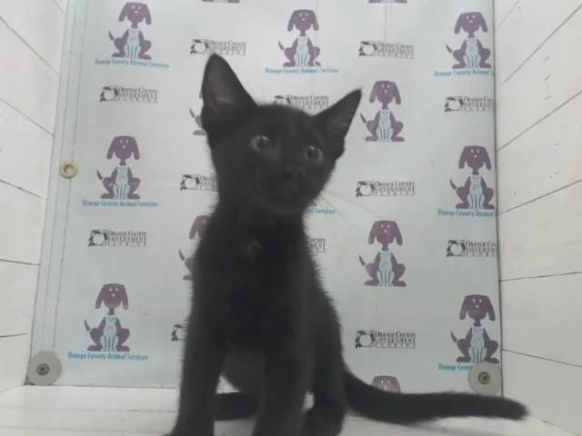 A baby small-sized male Domestic Short Hair cat named Ted for adoption in Orlando, FL