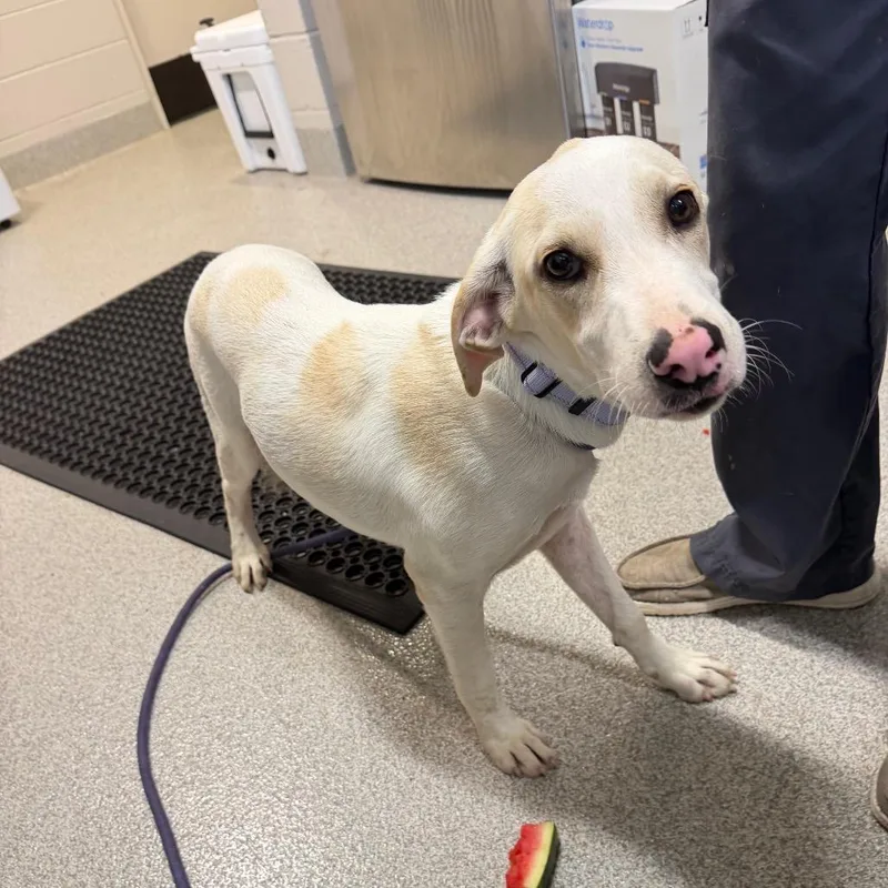 A baby medium-sized male White / Cream Mixed Breed dog named Rambo for adoption in Englewood, FL