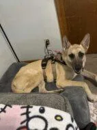 An adult large-sized male Mixed Breed dog named Cuddles for adoption in West Chester, PA