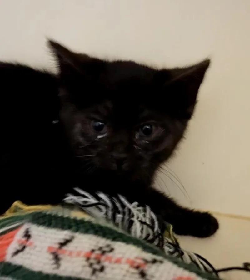 A baby medium-sized male Domestic Short Hair cat named Booger for adoption in Bloomington, IN