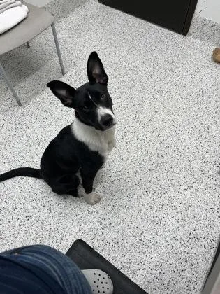 An adult medium-sized male Mixed Breed dog named Rico for adoption in Atlanta, GA