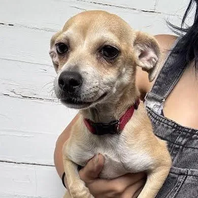 A baby small-sized female Yellow / Tan / Blond / Fawn Chihuahua dog named Betsie for adoption in Sonoma, CA
