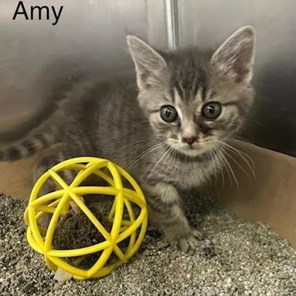 A baby small-sized female Gray / Blue / Silver Domestic Medium Hair cat named Amy for adoption in Knoxville, TN