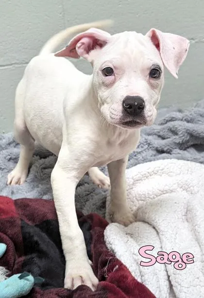 Sage thumbnail 2