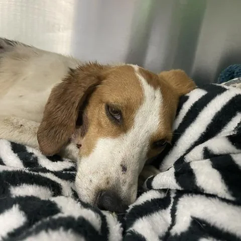 A young small-sized female Yellow / Tan / Blond / Fawn Beagle dog named Possum for adoption in Yanceyville, NC