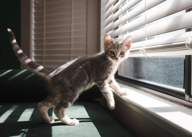 A baby medium-sized male Tabby (Gray / Blue / Silver) Domestic Short Hair cat named Walnut for adoption in Davis, CA