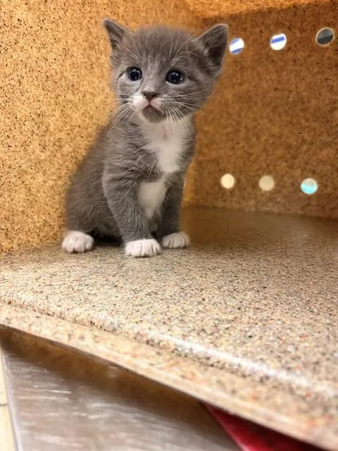 A baby small-sized male Domestic Short Hair cat named Beast for adoption in Riverside, CA