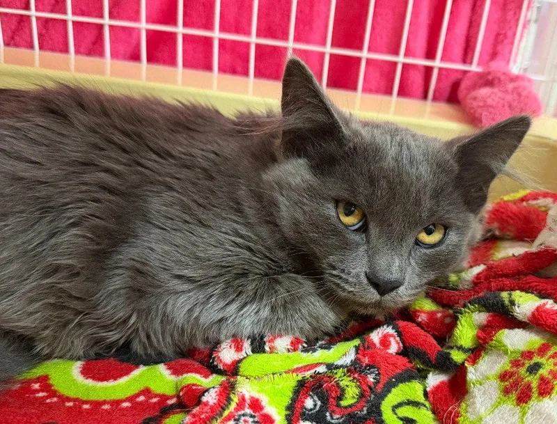 A baby medium-sized female Domestic Long Hair cat named Mary for adoption in St. Helens, OR