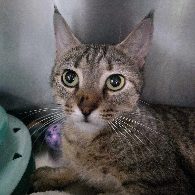 An adult medium-sized female Domestic Short Hair cat named Felony for adoption in Providence, RI