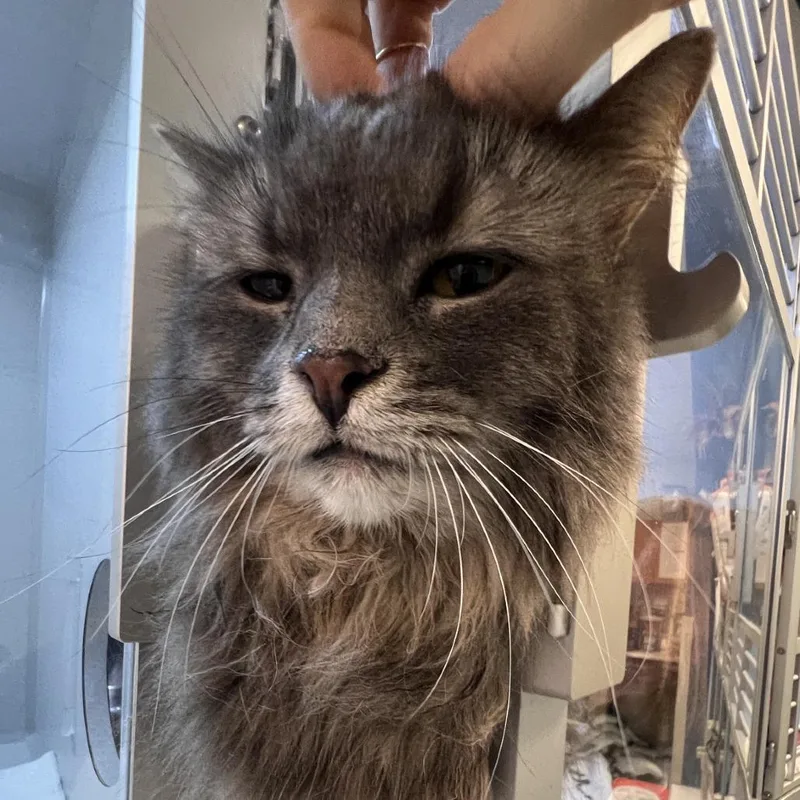 An adult large-sized female Gray / Blue / Silver Domestic Long Hair cat named Indy for adoption in Pittsburgh, PA