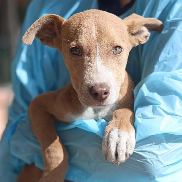 A baby small-sized male American Staffordshire Terrier dog named Sal for adoption in San Antonio, TX