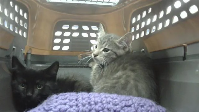 A baby small-sized male Domestic Short Hair cat named My Name Jeff for adoption in Omaha, NE