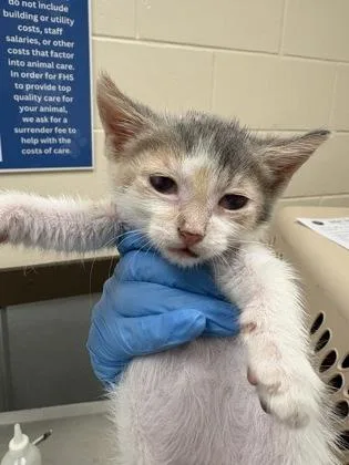 A baby small-sized female Domestic Short Hair cat named Honey for adoption in Palm Coast, FL