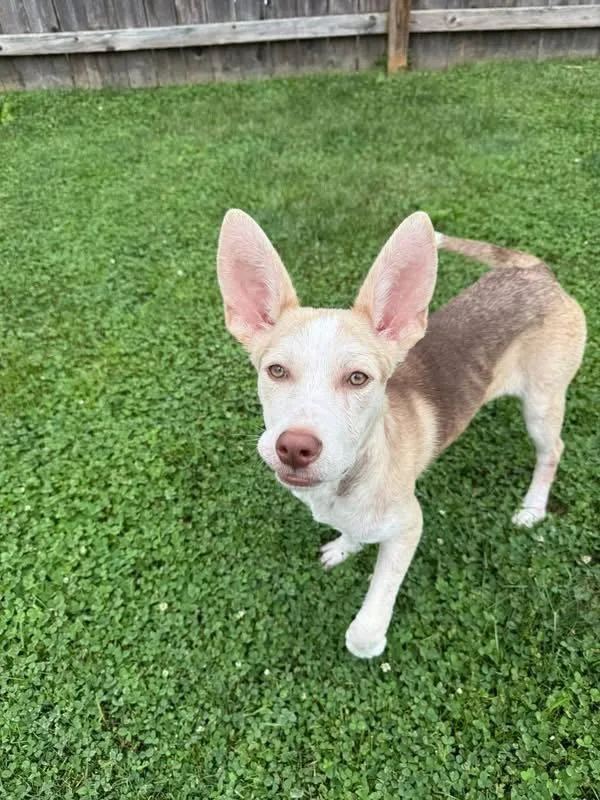 A young medium-sized male Mixed Breed dog named Pupiccino for adoption in Germantown, OH