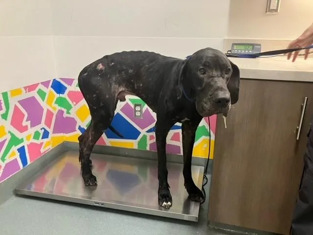 An adult extra large-sized male Great Dane dog named Stallion for adoption in Baytown, TX