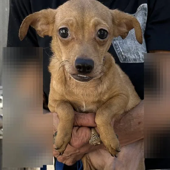 A young small-sized male Yellow / Tan / Blond / Fawn Chihuahua dog named Hank for adoption in San Gabriel, CA