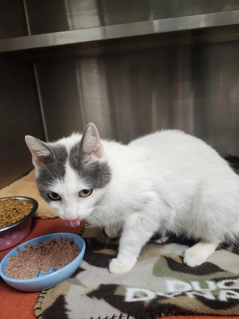 A young medium-sized female Domestic Short Hair cat named Kris for adoption in Greeneville, TN