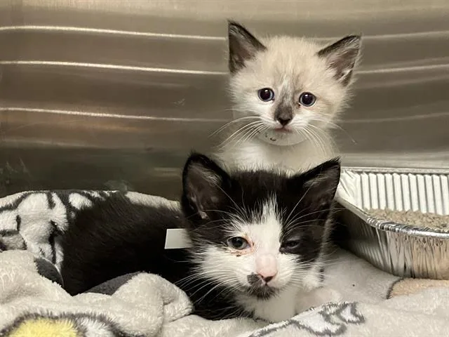A baby small-sized male Domestic Short Hair cat named Oreo for adoption in Tustin, CA