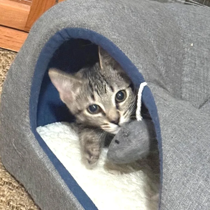 A baby small-sized female Domestic Short Hair cat named Jen for adoption in Cumming, GA
