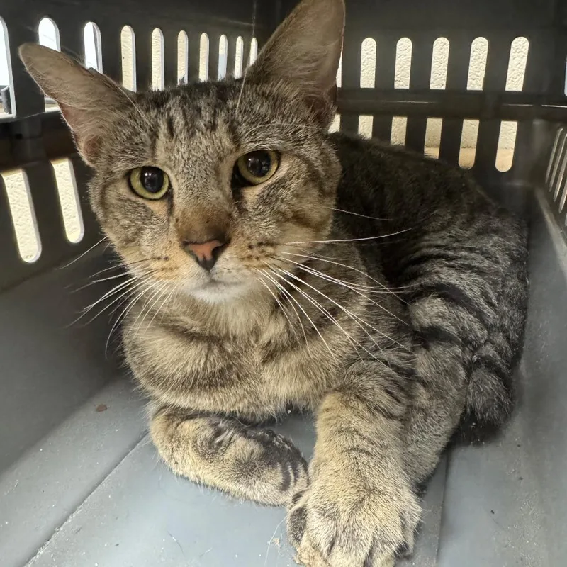 An adult large-sized male Gray / Blue / Silver Domestic Short Hair cat named Romeo for adoption in Madisonville, KY
