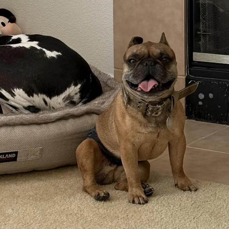 A senior small-sized male Yellow / Tan / Blond / Fawn French Bulldog dog named BamBam for adoption in Turlock, CA