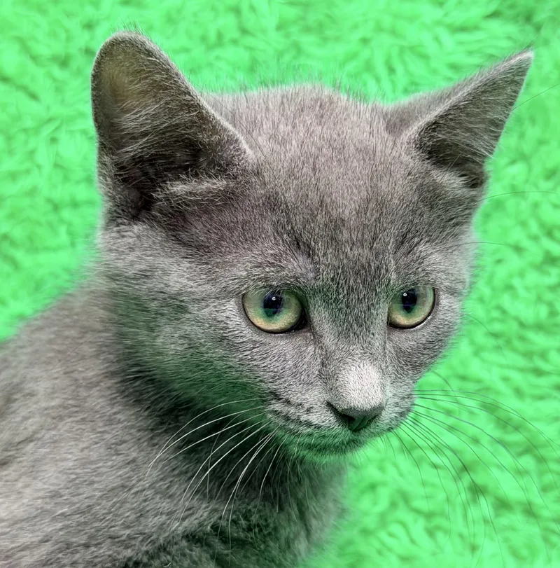A baby large-sized male Chartreux cat named Bluey for adoption in Horseshoe Bend, AR
