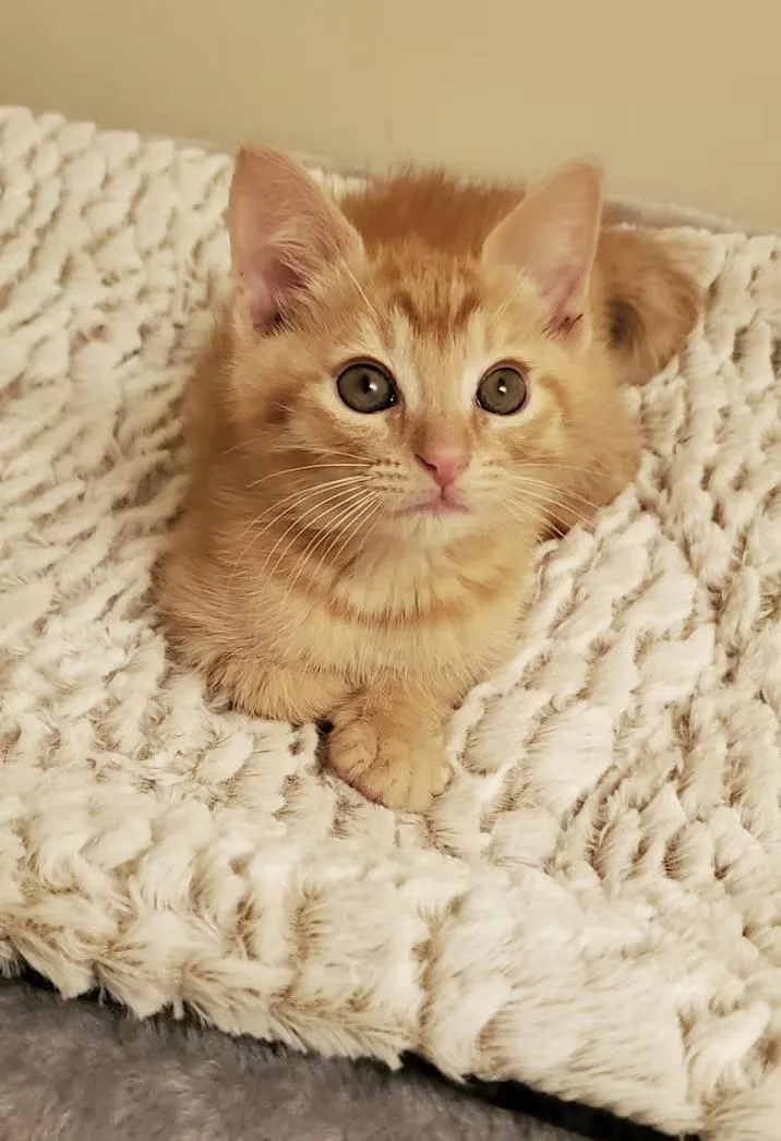 A baby medium-sized male Tabby (Orange / Red) Domestic Short Hair cat named Biscotti for adoption in Greensboro, NC