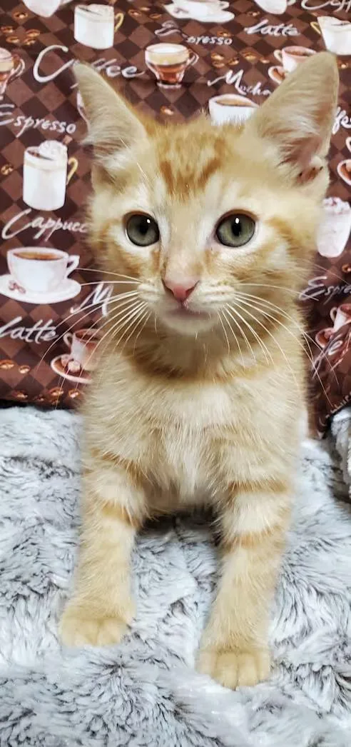 Biscotti thumbnail 3