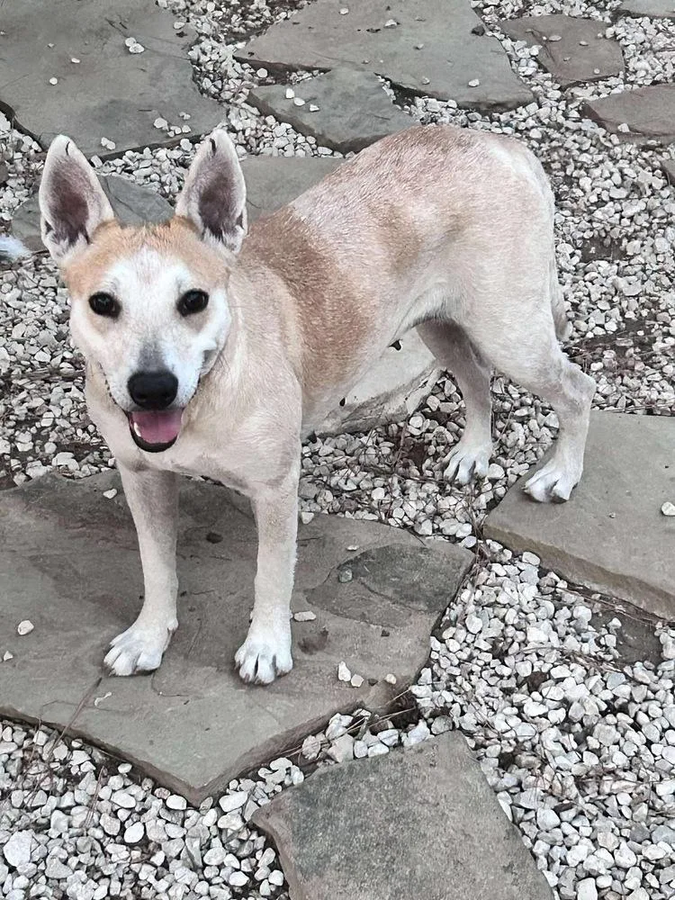 Vinaigrette Fiona thumbnail 2