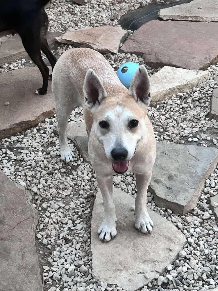 Vinaigrette Fiona thumbnail 3