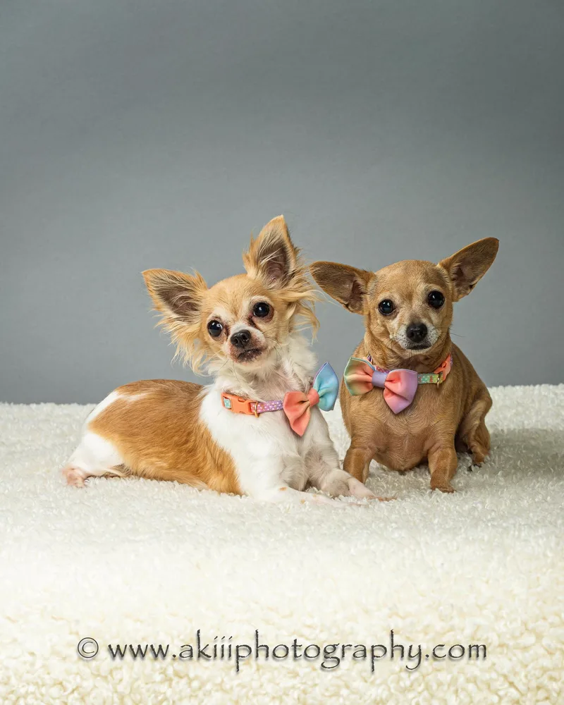 An adult small-sized female Apricot / Beige Chihuahua dog named Angel And Blondie  for adoption in Plano, TX