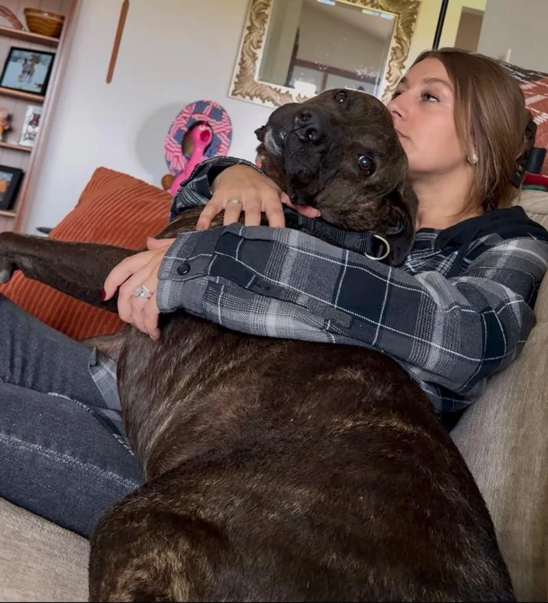 An adult large-sized male Labrador Retriever dog named Cooper for adoption in Saint James, MN