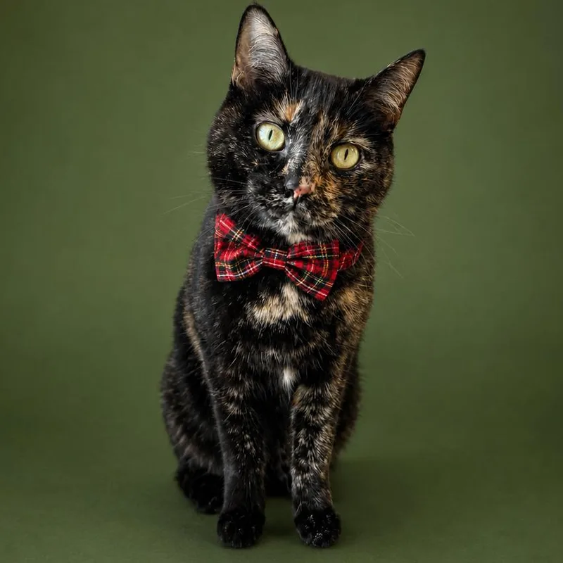 An adult medium-sized female Tortoiseshell Domestic Short Hair cat named Evelyn for adoption in Binghamton, NY