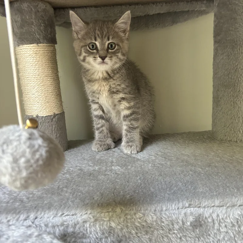 A baby medium-sized female Domestic Short Hair cat named Mocha  Mia  for adoption in New York, NY