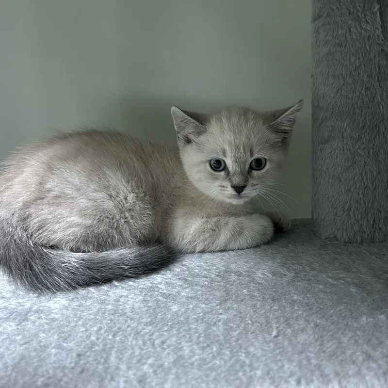 Mocha  Mia  thumbnail 2
