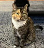 An adult medium-sized female Domestic Short Hair cat named Harvey FKA Duchess for adoption in West Chester, PA