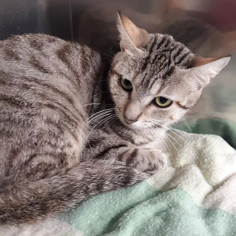 A young small-sized female Brown / Chocolate Domestic Short Hair cat named Emma for adoption in Spokane, WA