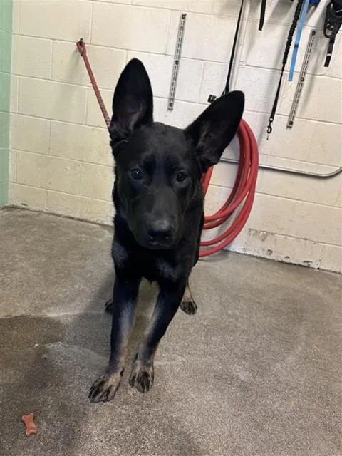 Dingo