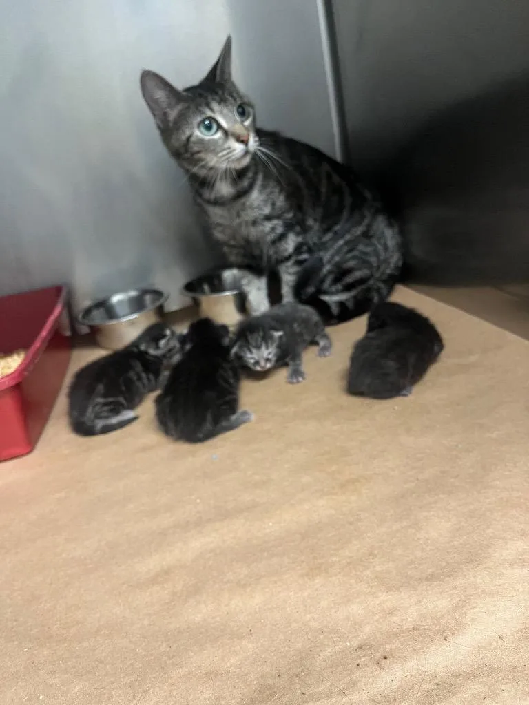 A baby small-sized male Domestic Short Hair cat named Georgia for adoption in Cartersville , GA