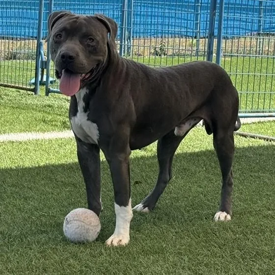 A young medium-sized male American Staffordshire Terrier dog named Buddy for adoption in Williston, VT