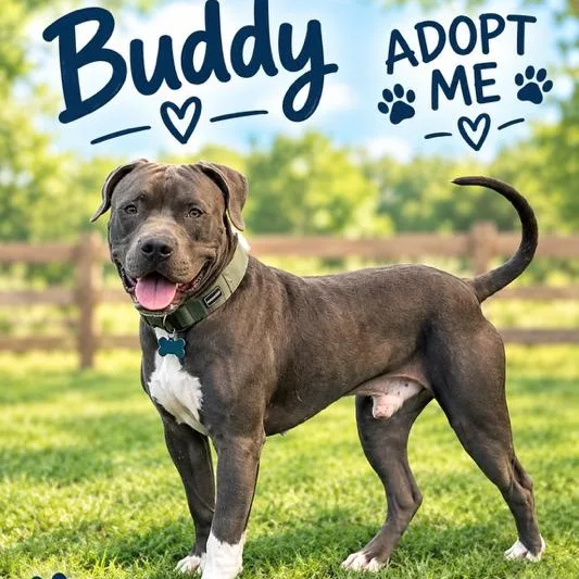 Buddy thumbnail 2