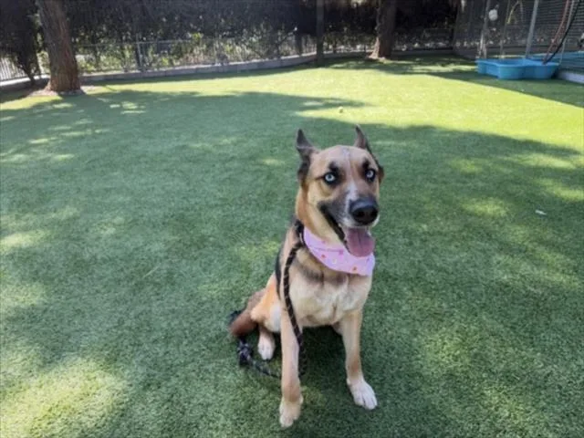 A young medium-sized female German Shepherd Dog dog named Kemah for adoption in Van Nuys, CA
