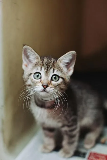 A young small-sized female Domestic Short Hair cat named A Chaipetsmart James Island for adoption in North Charleston, SC