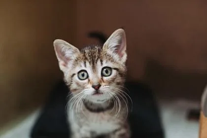 A Chaipetsmart James Island thumbnail 2