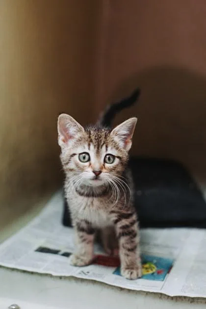 A Chaipetsmart James Island thumbnail 3