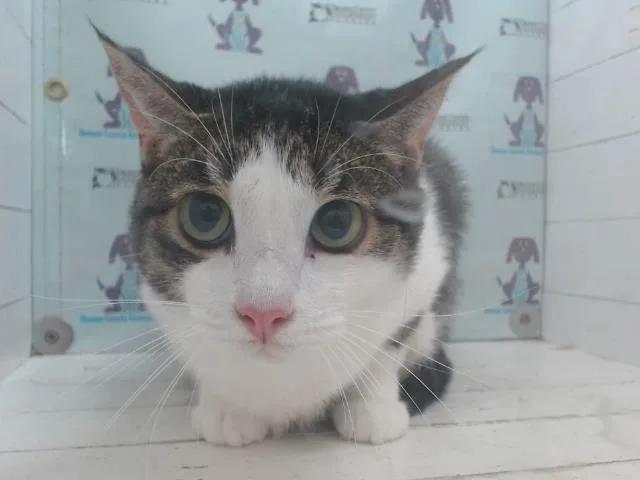 An adult small-sized female Domestic Short Hair cat named Crispeta for adoption in Orlando, FL