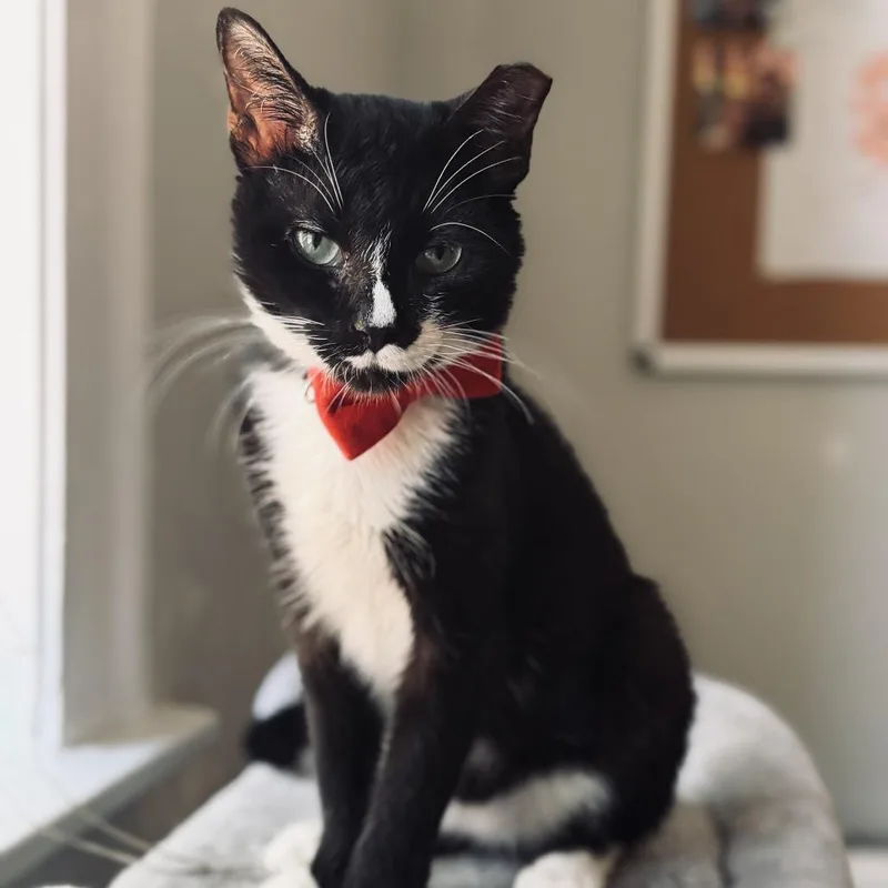 An adult medium-sized male Black Domestic Short Hair cat named Forte for adoption in Evanston, IL