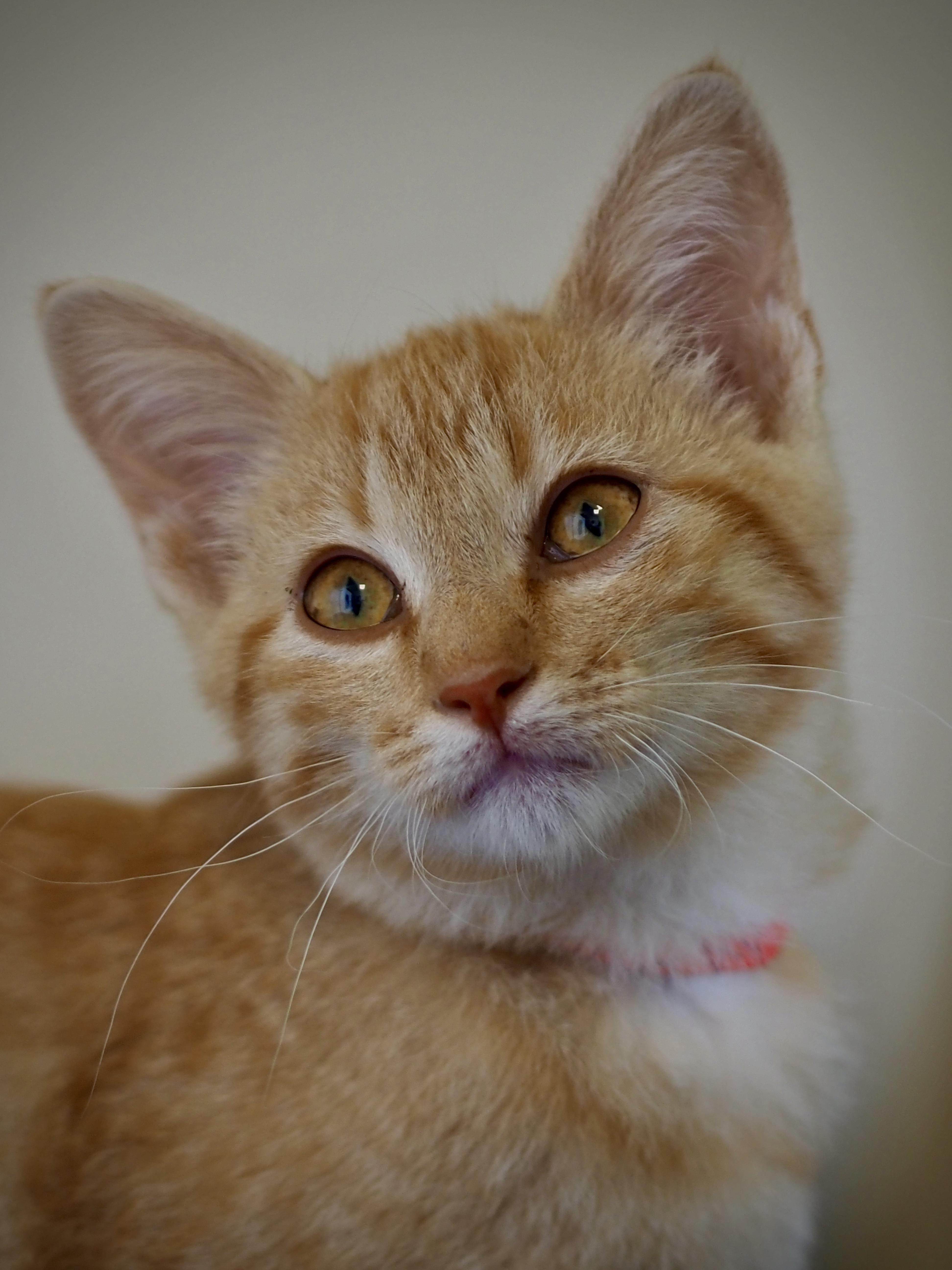 A young medium-sized male Tabby (Orange / Red) Domestic Short Hair cat named Anarchy for adoption in Buena Vista, CO