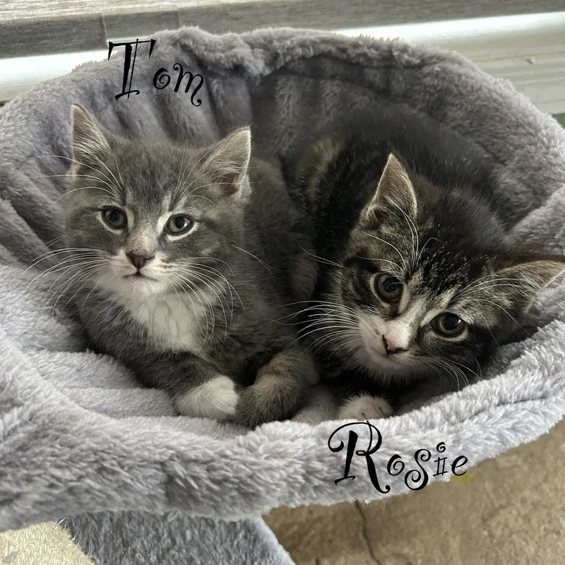 A baby medium-sized male Domestic Short Hair cat named Tom for adoption in Spring Lake, NJ
